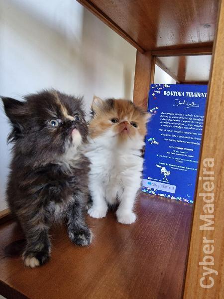 Gatos Persa 
