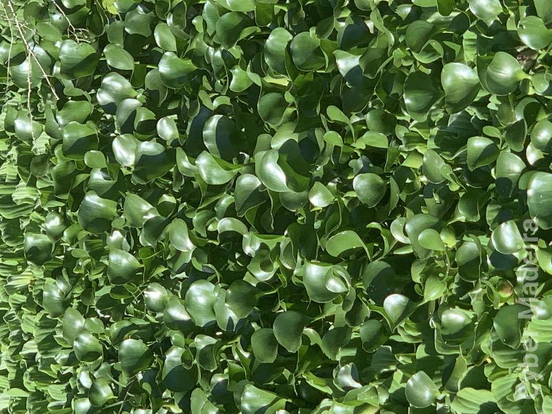 Plantas de aquário