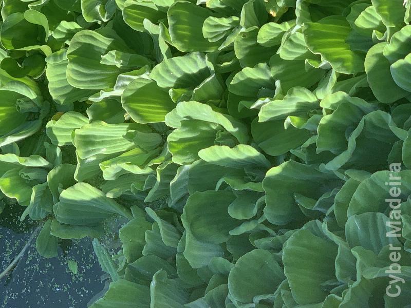 Plantas de aquário