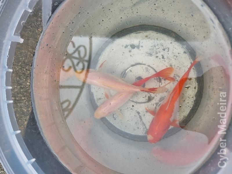 Peixes de lago Outros