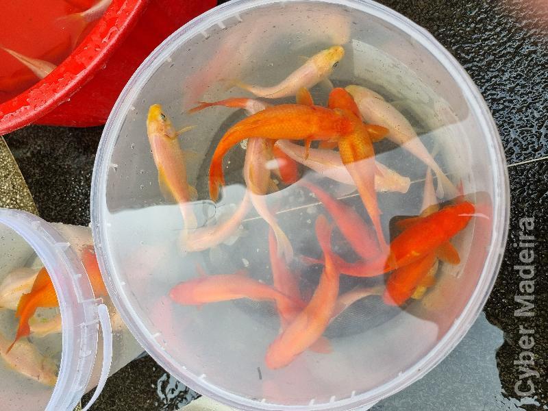 Peixes de lago Outros