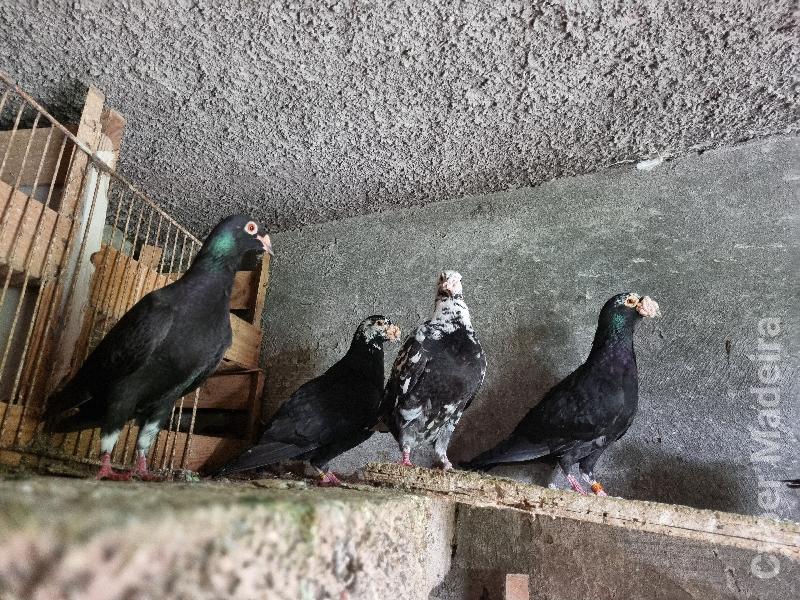 Pombos linha antiga