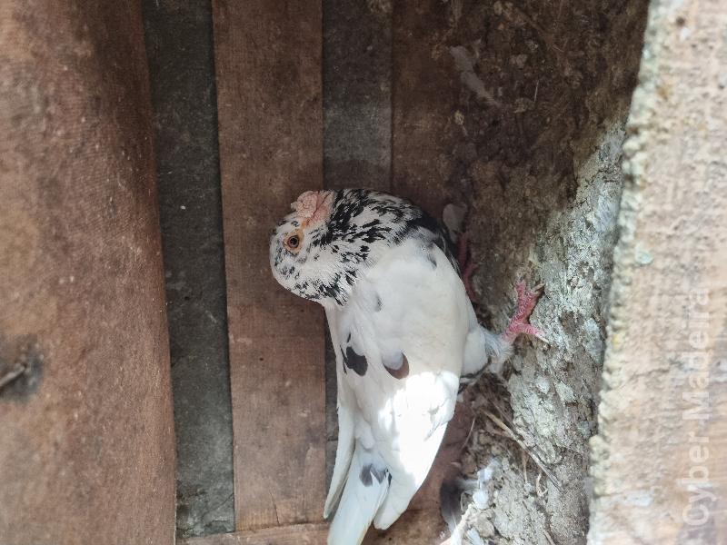 Pombos linha antiga