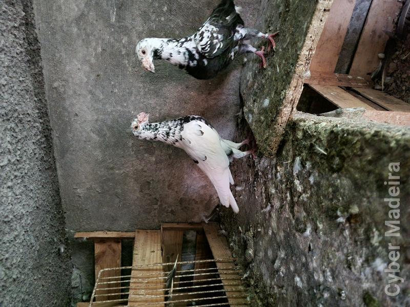 Pombos linha antiga