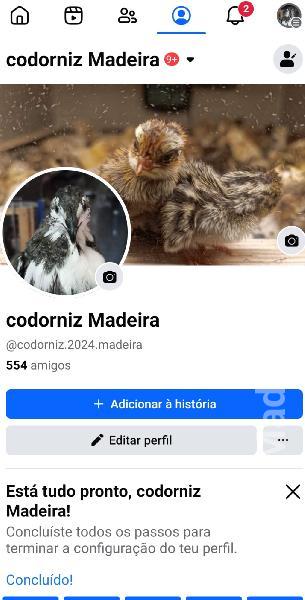 Codornizes