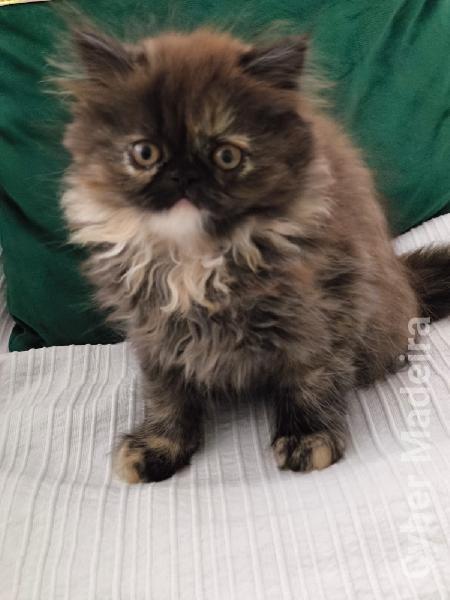 Gatos Persa 