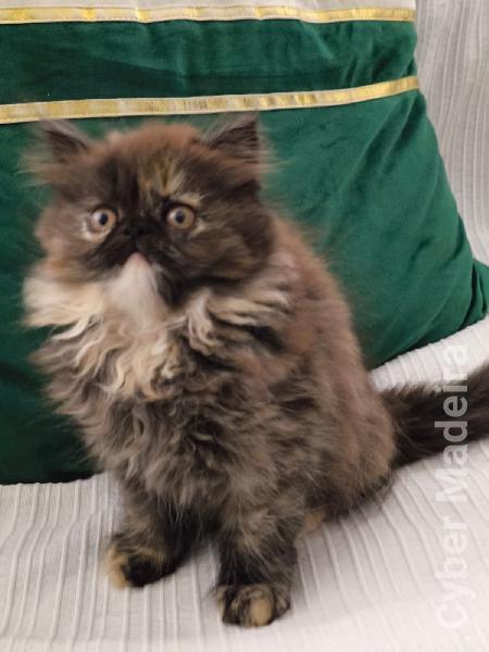 Gatos Persa 