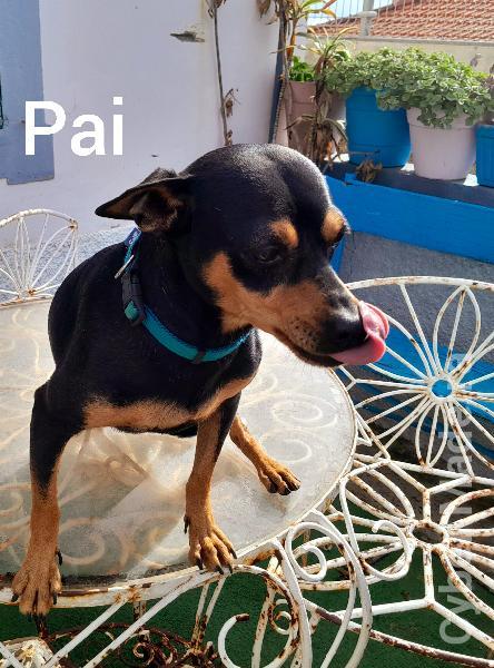 Pincher cavalinho Pincher
