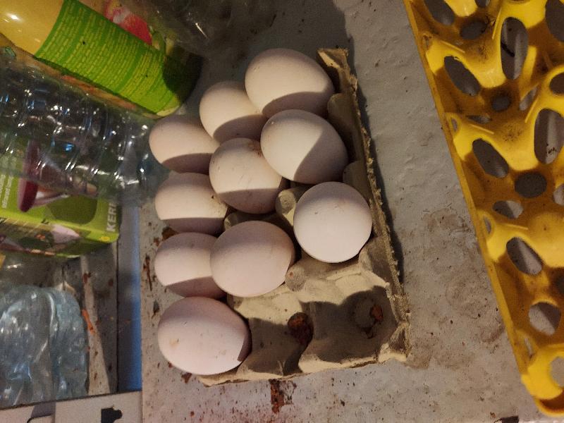Ovos de galinha, galados