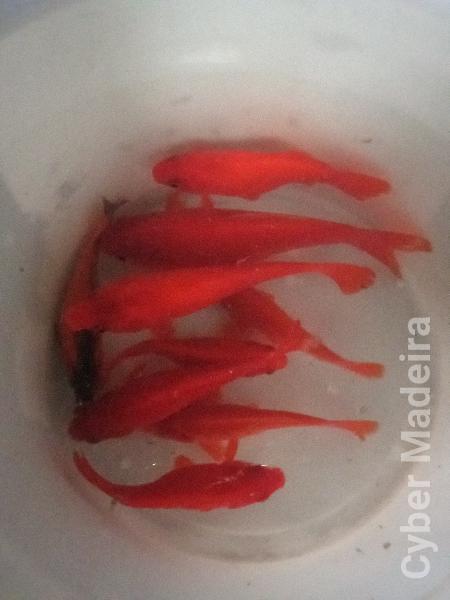 Peixes  Peixe Dourado