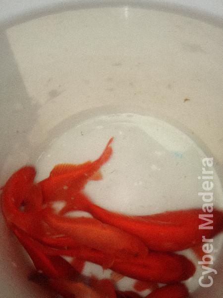 Peixes  Peixe Dourado