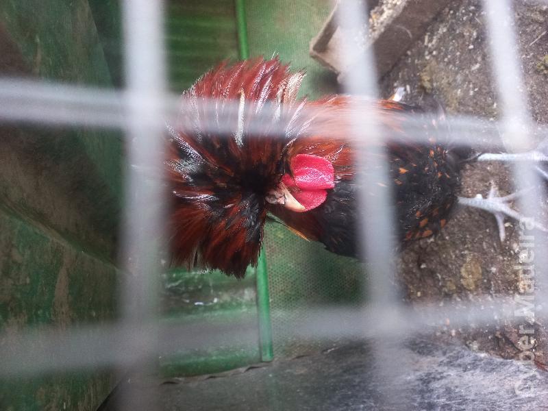Páduano macho