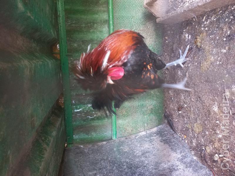 Páduano macho