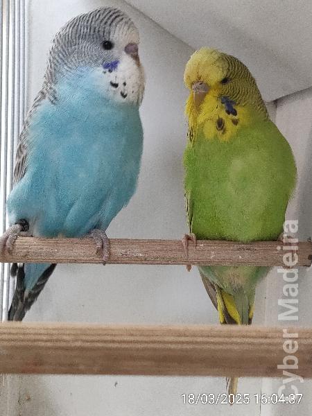 Casal Inglês