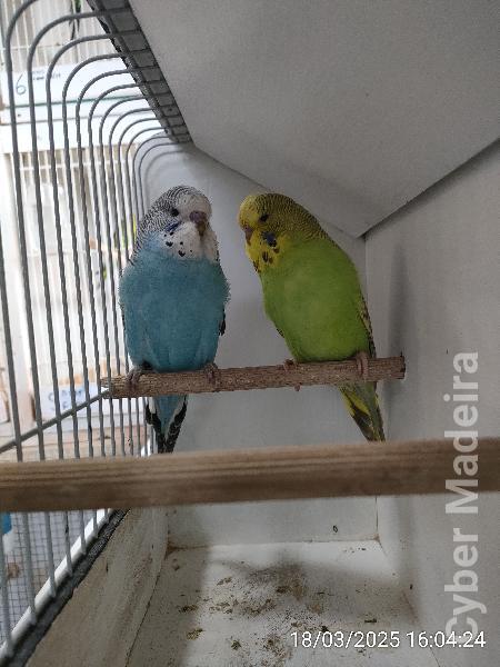 Casal Inglês