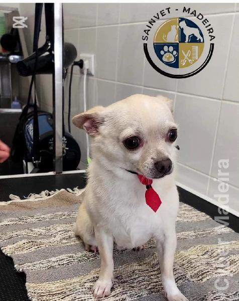 Para Adoção Chihuahua