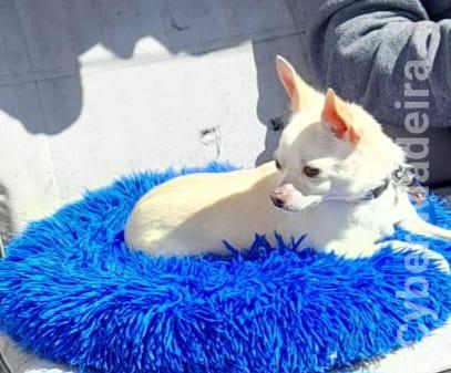 Para Adoção Chihuahua