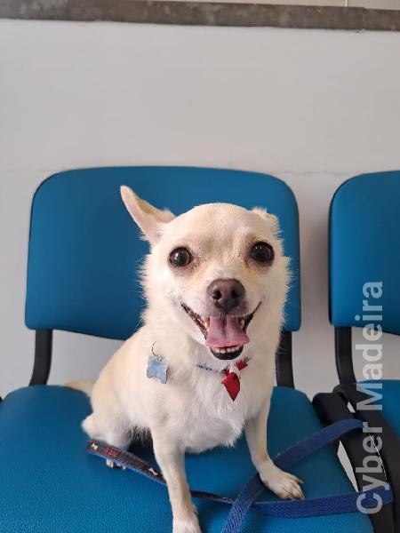 Para Adoção Chihuahua