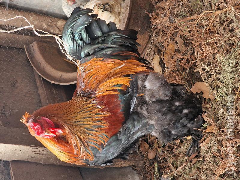 Vendo Ovos Galados Brahma