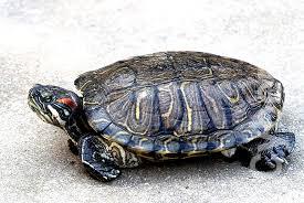 tartaruga