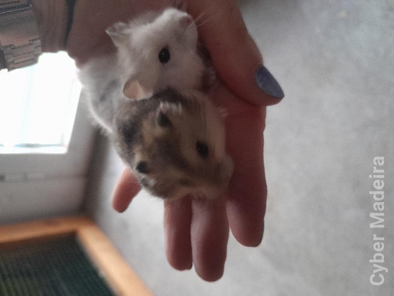 Hamster russo