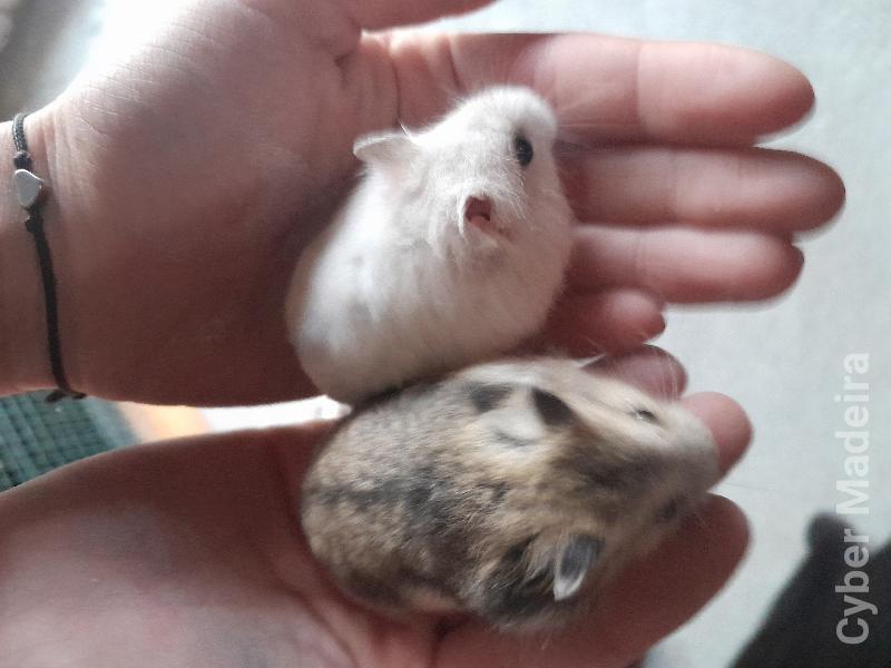 Hamster russo