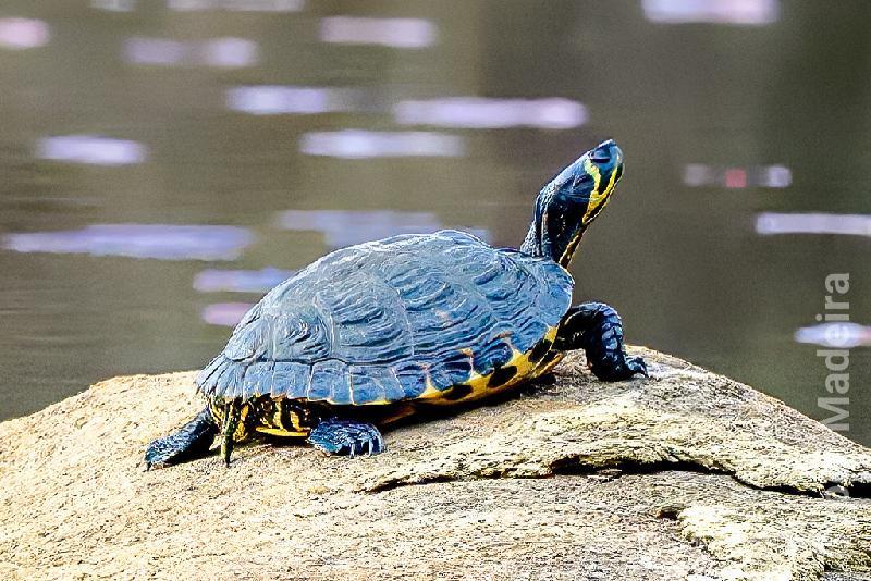 Tartaruga orelha amarela
