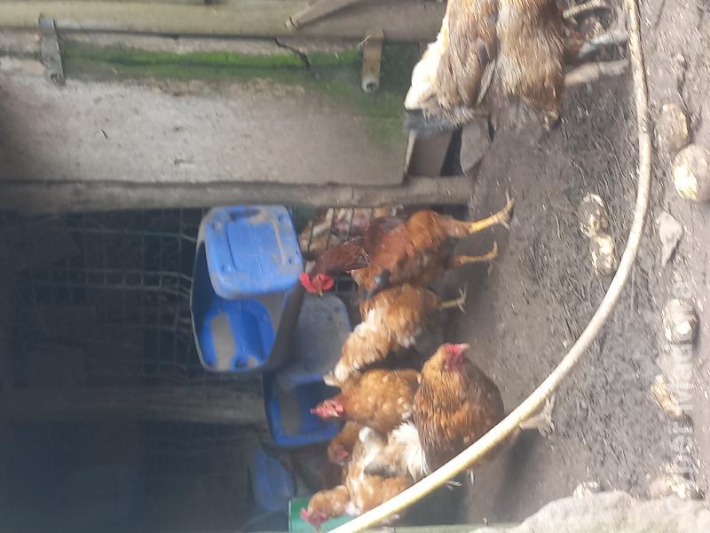 Galos e galinhas