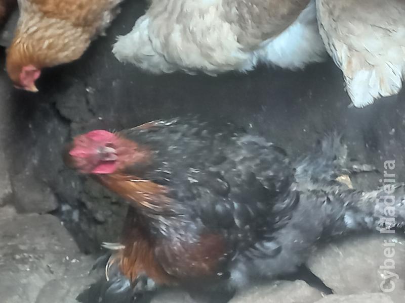 Galos e galinhas