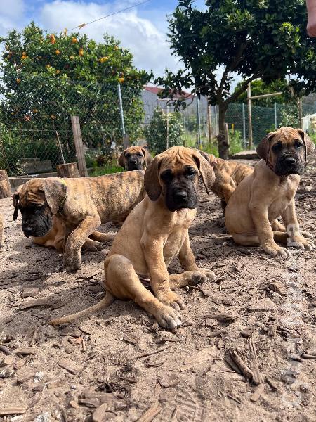 Dogue Alemão  Dogue Alemão 