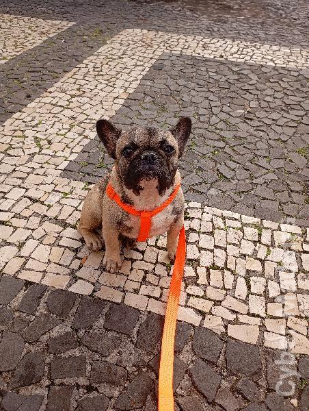 Vendo  Bulldog