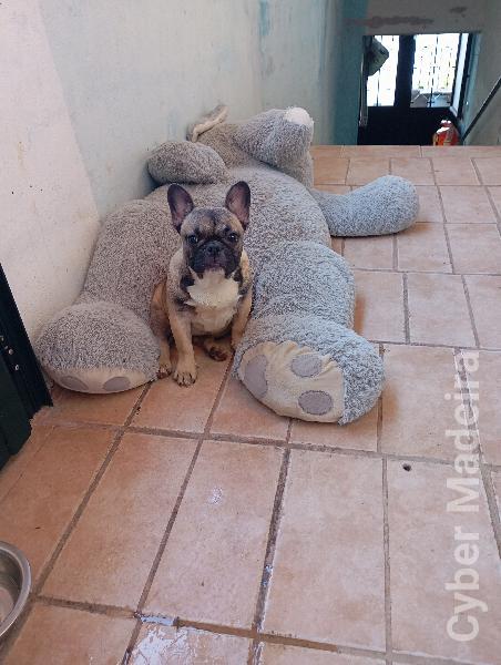Vendo  Bulldog