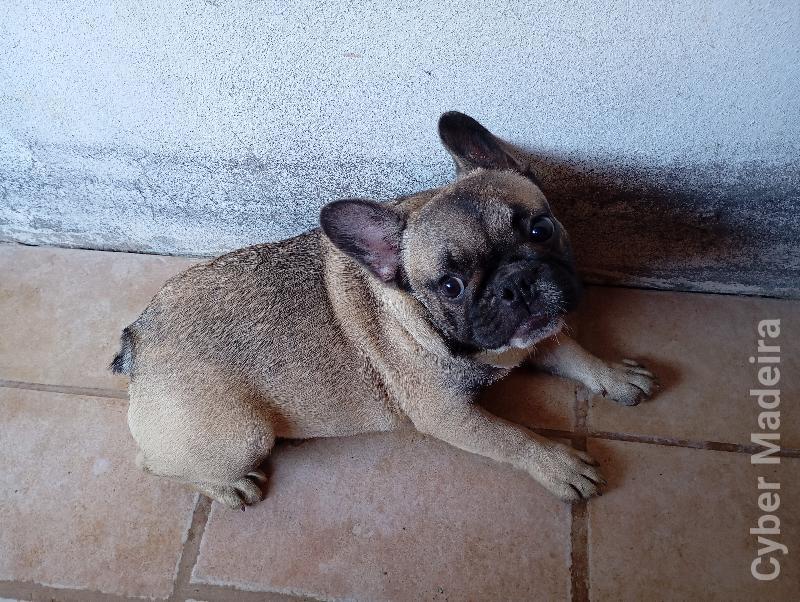 Vendo  Bulldog