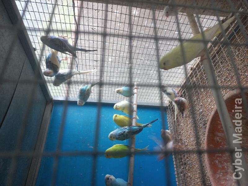 Periquitos Periquito