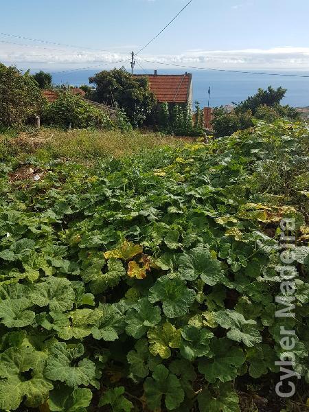 Moradia T2 para Venda Estreito da Calheta, Girão