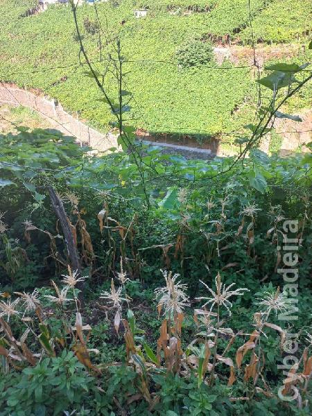Terreno T1 para Venda Estreito de Câmara de Lobos, Vargem