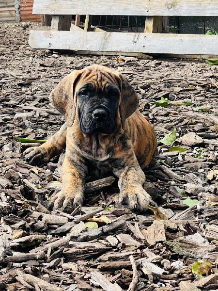 Dogue Alemão tigrado e dourado Dogue Alemão 