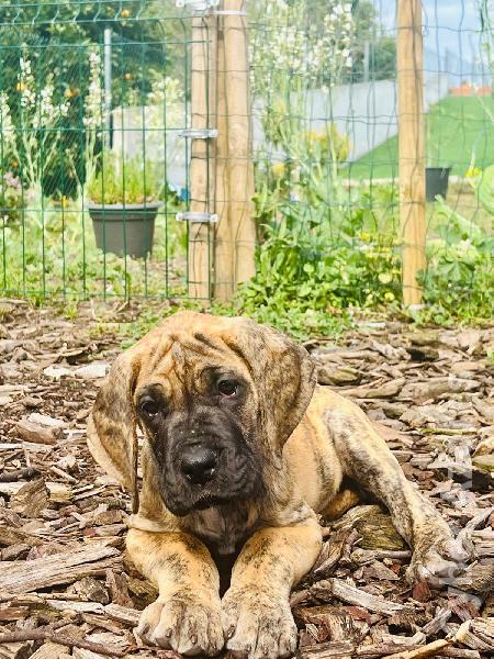 Dogue Alemão tigrado e dourado Dogue Alemão 