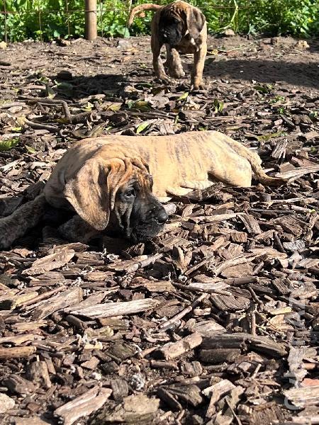 Dogue Alemão tigrado e dourado Dogue Alemão 