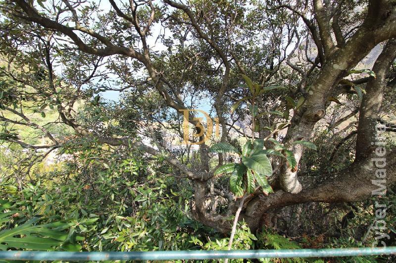 Herdade e Quinta T3 para Venda São Vicente, Centro