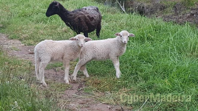 Tenho várias ovelhas para vender