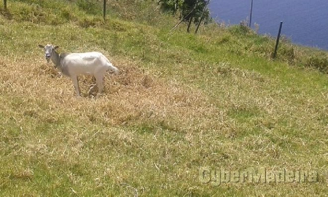 Prédio Outros para Arrendamento Fajã da Ovelha, Fajã da Ovelha