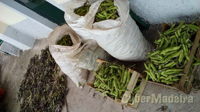 Fava regional