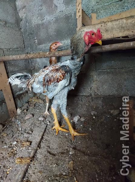 Ovos de galinha galados