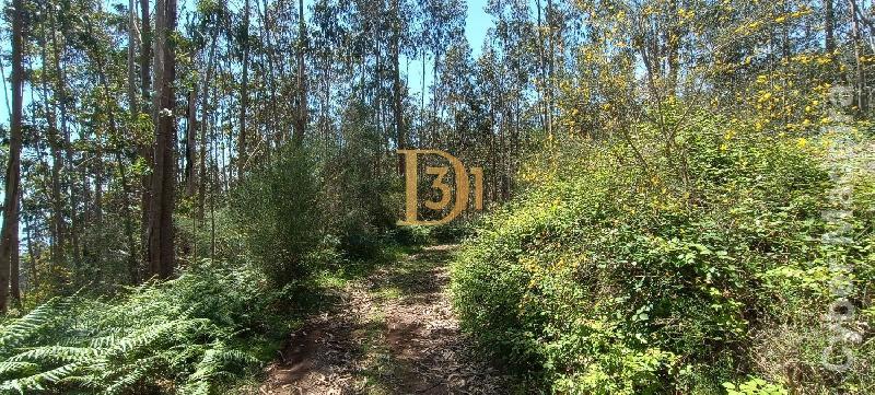 Terreno Outros para Venda Santa Cruz, Centro
