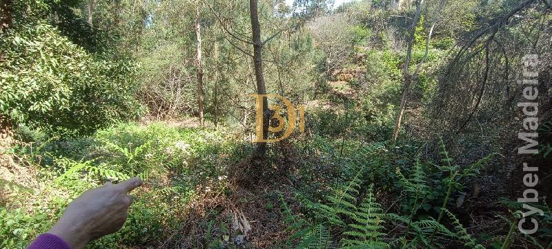 Terreno Outros para Venda Santa Cruz, Centro