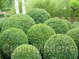 Trabalhos de Jardinagem