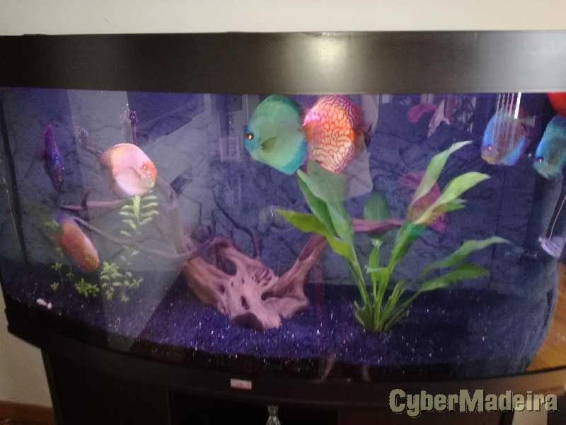 Aquario Juwel Vision 260 litros
