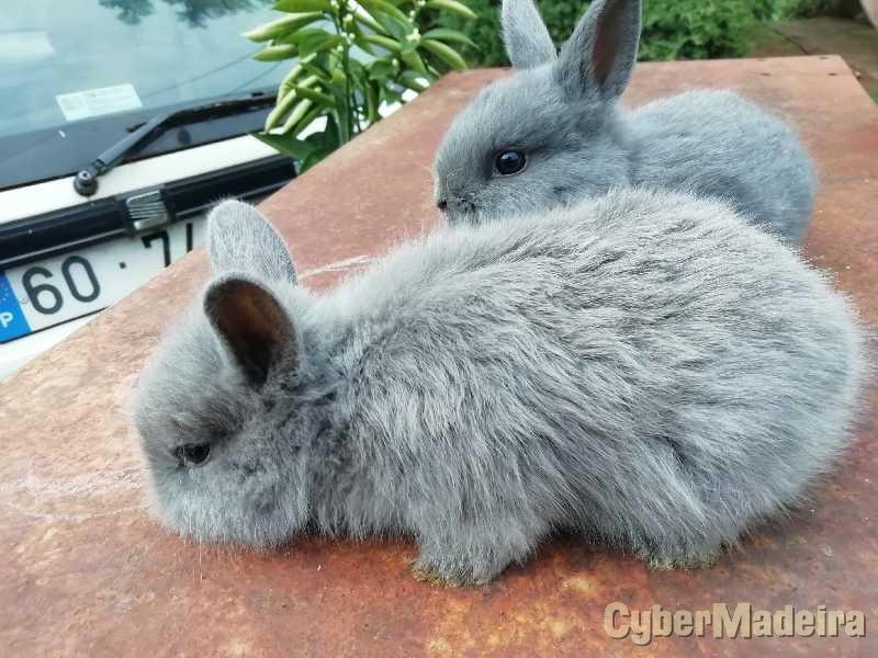 Coelhos Anões
