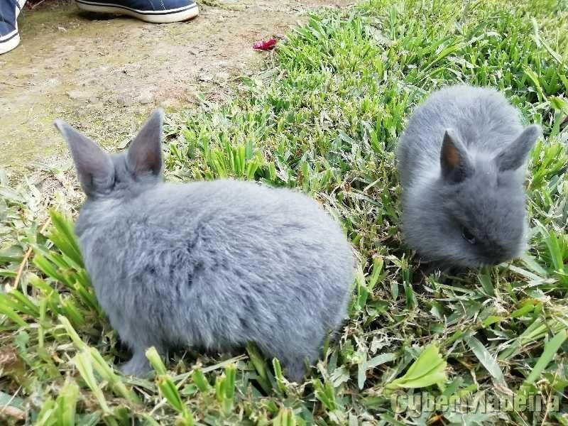 Coelhos Anões